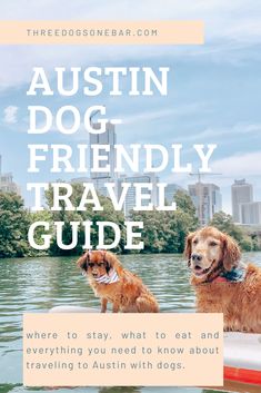 two dogs sitting on a paddle board in the water with text overlay that reads, austin dog friendly travel guide where to stay, what to eat and everything you need to know about