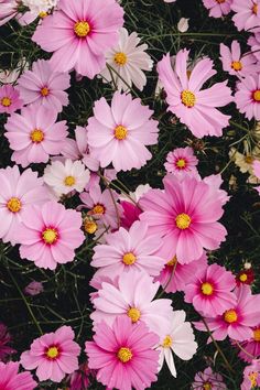 Cosmos To Love - Flowers In Print - Fine Art Wall Print Pretty Plant, Cosmos Flowers, Nothing But Flowers, Spring Wallpaper, Wildflower Garden, Plant Aesthetic, Flower Therapy, Plant Pictures, Kyoto Japan