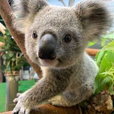 a koala bear sitting on top of a tree branch next to some leaves and plants