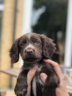 a person holding a puppy in their hands