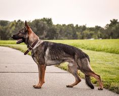 a german shepard dog standing on the side of a road with its mouth open and tongue out