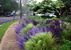 purple and green plants line the side of a sidewalk