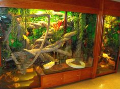 a fish tank filled with lots of different types of plants and animals inside of it