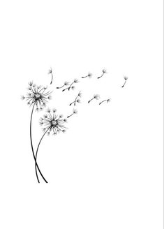 a black and white photo of a dandelion blowing in the wind on a white background