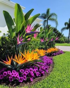 colorful flowers and plants in front of a white house with palm trees on the other side