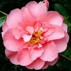 a pink flower with yellow stamens in the center and green leaves around it