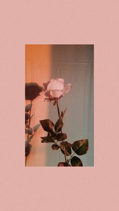 a white rose in a vase on a pink background with the reflection of a door behind it