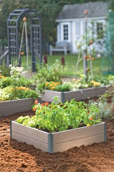 several raised garden beds with plants growing in them