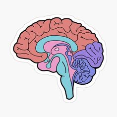 the human brain sticker is shown in blue, pink and purple colors on a white background