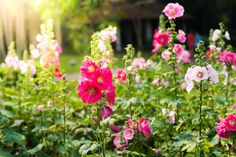 many pink and white flowers in a garden