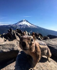 a squirrel standing on top of a rock next to a snow covered mountain in the distance