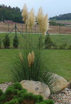 some grass and rocks in the middle of a field