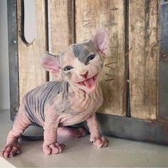 a hairless cat sitting in front of a wooden door with it's tongue hanging out