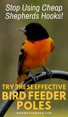 a bird sitting on top of a metal pole with text overlay reading stop using cheap shepherd's hooks try the effective bird feeder poles