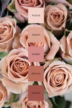 a bunch of pink roses that are in color swatches with the names on them