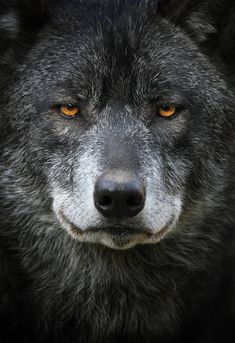 an orange eyed wolf stares into the camera