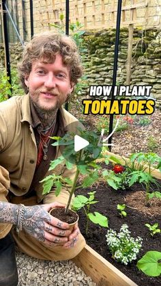 a man kneeling down next to a plant in a garden with the words how i plant tomatoes