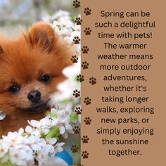 🌸 Springtime Pet Safety Tips 🌸 Toxic Plants, Window Safety, Garden Products, Enjoy The Sunshine, Pet Safety, Long Walks, Happy Spring, Safety Tips, Red Eyes