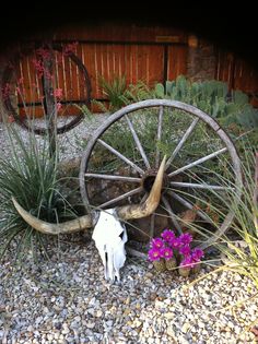 an old wagon wheel with horns and flowers in the gravel next to it is a fake cow's skull