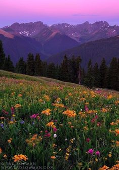 a field full of wildflowers with mountains in the background