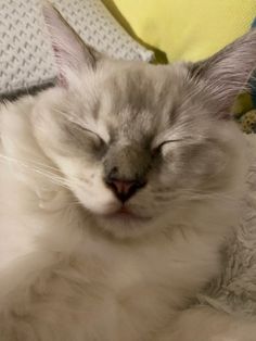 a close up of a cat laying on a bed with it's eyes closed