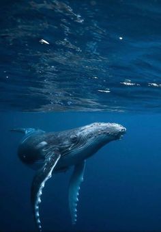 a large gray whale swimming in the blue water with it's head above the surface