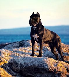 a black and white dog standing on top of a rock