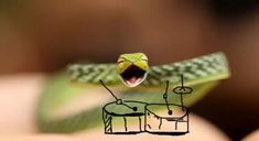 a green snake with it's mouth open and tongue out