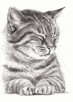 a pencil drawing of a cat with its eyes closed and it's head resting on the ground