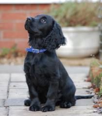 a black dog sitting on top of a sidewalk