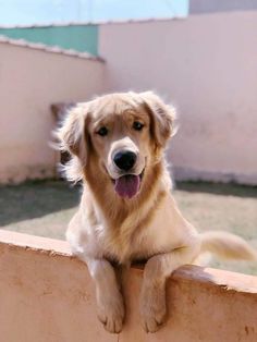 a dog sitting on the edge of a wall with its tongue hanging out and looking at the camera