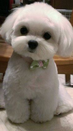 a small white dog sitting on top of a wooden table