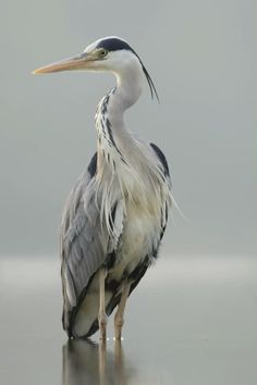 a large bird standing on top of a wet ground