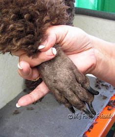 a person holding a small animal in their hand