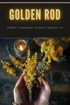 Embrace the sunny spirit of 'Goldenrod: Folklore, Propagation, Healing & Magical Uses' 🌼✨. Dive into the lore and vibrant energy of this enchanting herb, known for attracting prosperity, understanding its growth, and utilizing its healing properties. Ideal for green witches and herbal enthusiasts eager to infuse their gardens and magic with goldenrod's bright, uplifting power. 🍃🔮 #GoldenrodMagic #HerbalWitchcraft Rosemary Gladstar Medicinal Herbs, Goldenrod Magical Properties, Goldenrod Witchcraft, Goldenrod Tincture, Herbal Medicine Recipes, Magickal Herbs, Magical Herbs