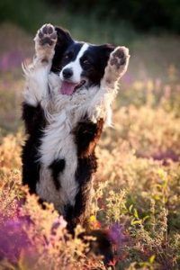 a black and white dog standing on its hind legs with his paws in the air