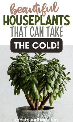 Houseplants that can take the cold. Cold Tolerant House Plants, Plants In Front Of Window Living Rooms, Winter House Plants, Moving Plants Indoors For Winter, Cold Hardy Plants, Good House Plants, Indoor Winter Garden, Overwintering Plants, Cold Weather Plants