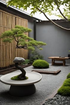 a bonsai tree is in the middle of a small garden