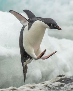 a penguin is flying low over the water