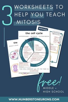 three worksheets to help you teach mitosis