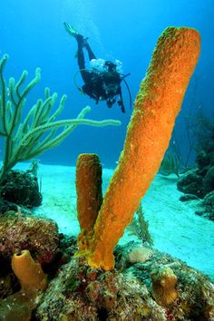 a scuba diver swims over an underwater coral reef with sponge and seaweed in the foreground