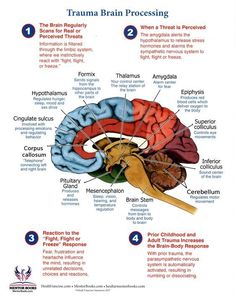 School Wellbeing, Neuro Anatomy, Brain Notes, Mindfulness Books, Body Connection, Limbic System, Emdr Therapy, Brain Anatomy