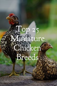 two chickens standing next to each other with the words top 25 miniature chicken breeds on it