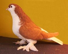 a brown and white bird sitting on top of a table next to a yellow wall