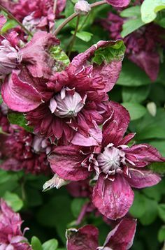 purple flowers with green leaves in the background