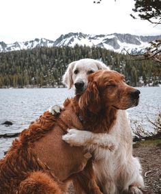 two brown and white dogs sitting next to each other in front of a body of water