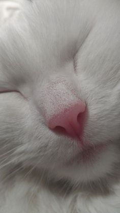 a close up of a white cat's face with it's eyes closed