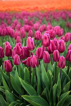 a field full of pink tulips with an orange flower in the background