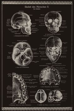 an old poster shows different types of human bones and their functions, including the skull