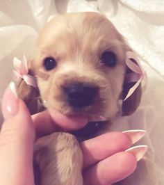 a small puppy is being held by someone's hand while wearing a flower in her hair